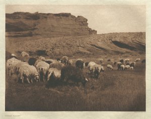 Portfolio I, planche 33 : Troupeaux Navaho - Edward S. Curtis