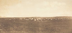 Campement de la Danse du Soleil - Piegan - Edward Sheriff Curtis