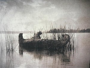 Le ramasseur de joncs, Montana
