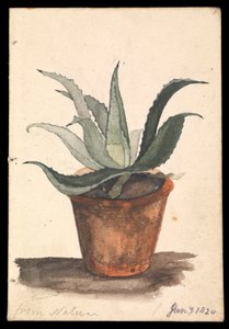 Un pot de fleurs avec un cactus y poussant, inscrit 
