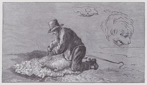 Tonte des moutons