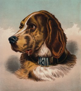 Le Chien de Sang (?) - Edwin (after) Landseer