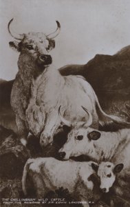 Le bétail sauvage de Chillingham