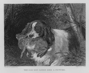 Le vieux chien ressemble à une image