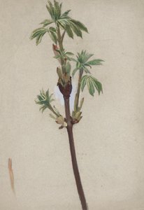 Étude de plante - Edwin Austin Abbey