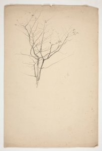 Croquis de branches d