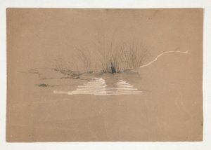 Arbres sur la rive d