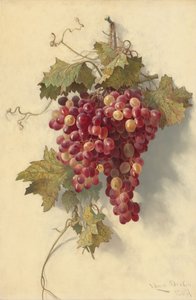 Raisins contre mur blanc - Edwin Deakin