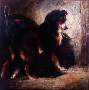 Le colley du berger - Edwin Douglas