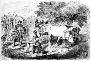 Bœufs transportant du maïs, 19e siècle - Edwin Forbes