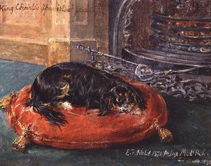 Épagneul King Charles au repos