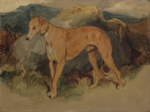 Un Lévrier, 1826 - Edwin Landseer