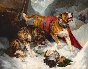 Mastiffs alpins réanimant un voyageur en détresse