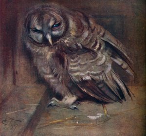 Un jeune hibou brun, 1907