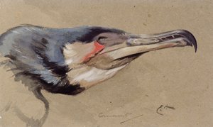 Cormoran - Edwin John Alexander