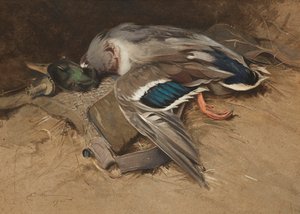 Canard colvert