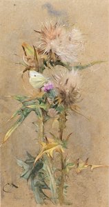 Chardons et papillon