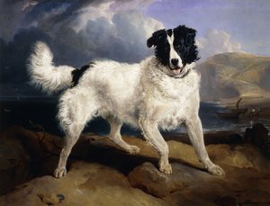 Portrait de Neptune, 1824 - Edwin Landseer