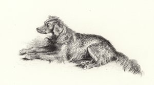 Un Chien Setter - Edwin Landseer