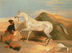 Étalon arabe