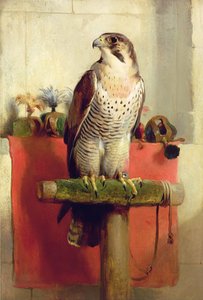 Faucon, 1837
