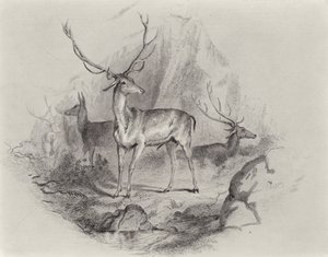 Dans la vallée - Edwin Landseer