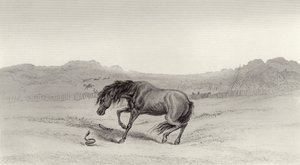 Effrayé! - Edwin Landseer