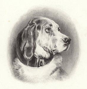Le chien de Saint-Hubert - Edwin Landseer