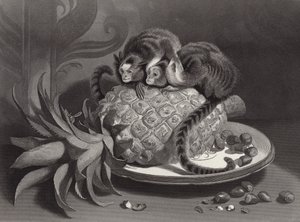 Les Marmozettes - Edwin Landseer