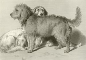 Les trois chiens - Edwin Landseer