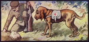Chien de sang ambulance