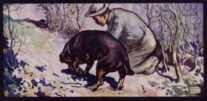 Un chien truffier anglais