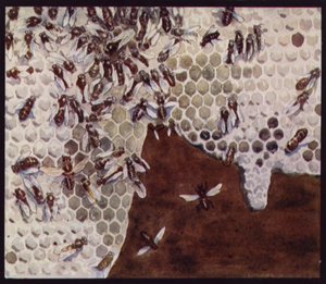Abeilles au travail sur le rayon de miel