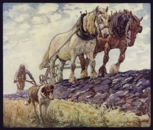 Chevaux de trait anglais labourant