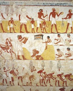 Égypte, Thèbes, Louxor, Sheikh 