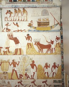 Égypte, Thèbes, Louxor, Sheikh 