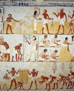 Récolte, battage et vannage du grain, détail des fresques dans le vestibule de la Tombe de Menna, Nécropole de Sheikh Abd el Qurnah, Louxor, Thèbes (Liste du patrimoine mondial de l