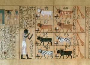 Papyrus représentant des bœufs, du Livre des Morts de Maiherperi - Egyptian 18th Dynasty