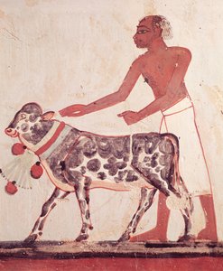 Paysan menant une vache au sacrifice, de la tombe de Menna (peinture murale) - Egyptian 18th Dynasty