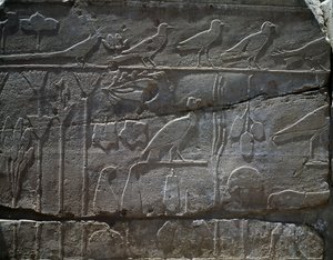 Plantes et animaux rapportés de l