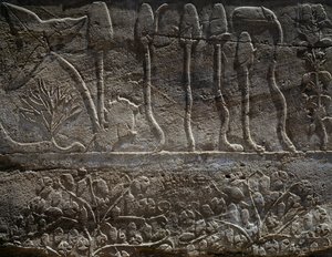 Plantes rapportées de l