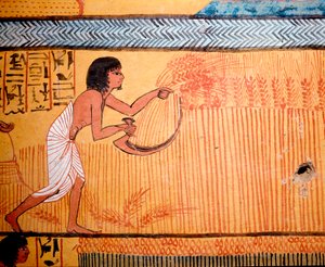 Art égyptien : Tombe de Senenmut. Le défunt moissonne le blé dans le champ des saints. Une faux est utilisée pour couper l