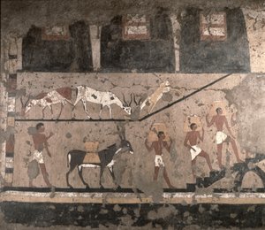 Scène agricole, peinture murale retirée du Mastaba de Ti à Saqqarah, Ancien Empire, c.2494-2345 av. J.-C. - Egyptian 5th Dynasty