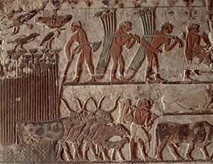 Récolte de papyrus et groupe de vaches, Ancien Empire (peinture murale)
