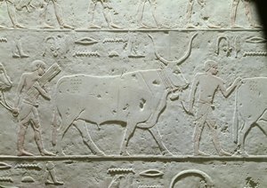 Bouvier menant un taureau, (détail) du Mastaba d