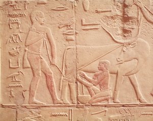 Relief représentant un homme trayant une vache, du mastaba de Kagemni, Ancien Empire (calcaire peint)