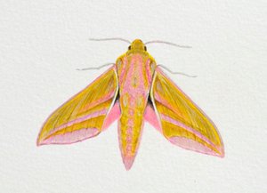 Moth Elephant Hawk, 2023