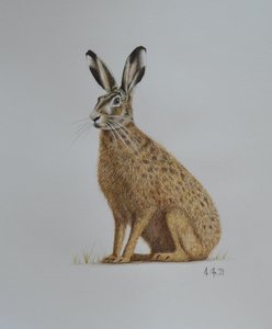 Lièvre, 2021 (aquarelle)