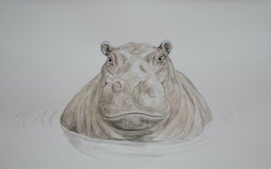 Hippopotame, 2021 (aquarelle)