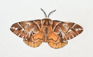 La noctuelle de la gloire de Kentish, 2023
